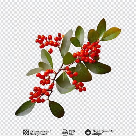Berberis shrub isolated on transparent background | Premium AI
