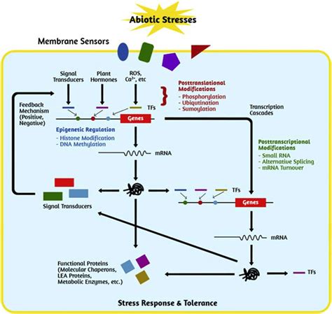 1 Abiotic Stress Response In Plants Plants Perceive Various Stress