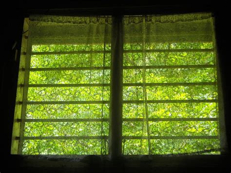 images light sunlight leaf flower glass green color