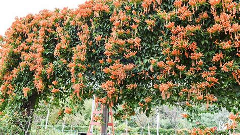 how to care for honeysuckle vine