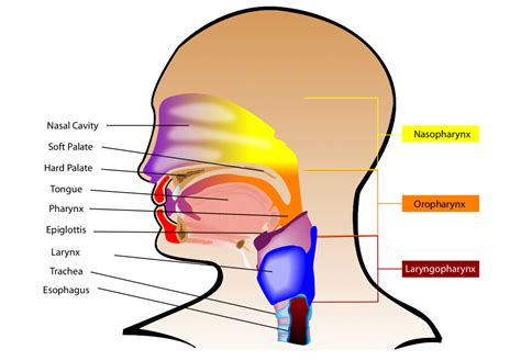 nasal harmony exploring vocal resonance qmak question  action