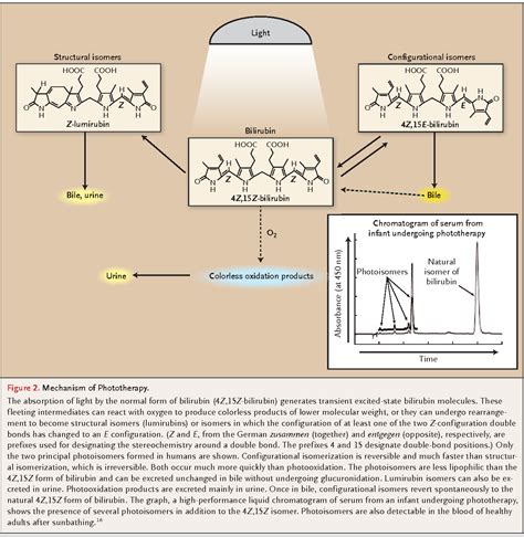 Phototherapy For Jaundice Mechanism