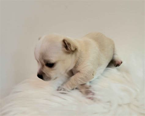 Chihuahua Puppies For Sale In Illinois