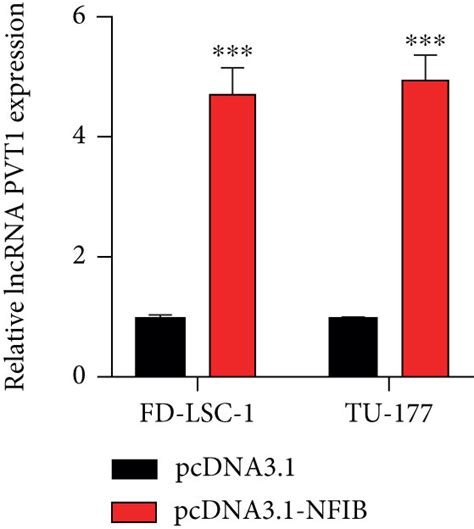 LncRNA Expression In LSCC Cells Is Induced By NFIB A B Relative