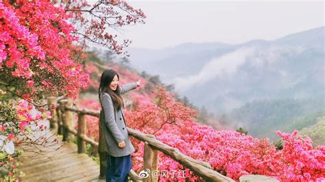 红了，红了，漫山遍野的映山红，美哭了！武汉云雾山的杜鹃花海红了云雾山映山红杜鹃花新浪新闻