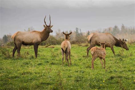 Mount Rainier National Park Wildlife | Visit Rainier