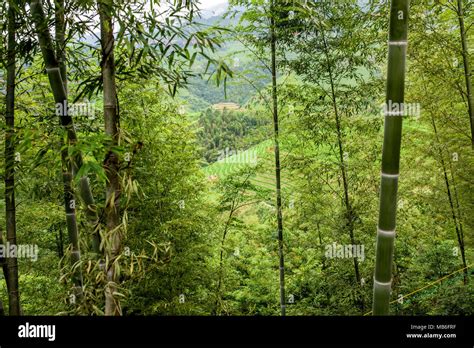 A view out of a bamboo forest in Burma Stock Photo - Alamy