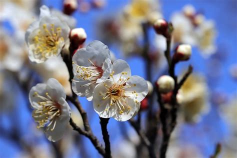 Обои на рабочий стол Весенние цветущие ветки сливы, by HeungSoon, обои ...