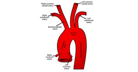 Left Common Carotid Artery The Vertical Topography Of The Carotid