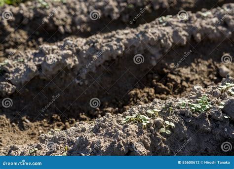 Sesame cotyledon stock photo. Image of soil, baby, young - 85600612