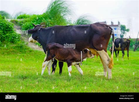 Calf Drinking Milk From Cow Beef Calf Drinking From The Udder Of The
