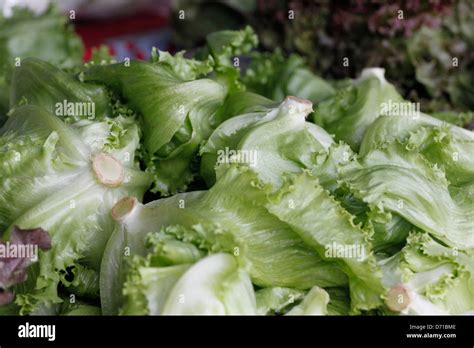 Harvest Lettuce Hi Res Stock Photography And Images Alamy