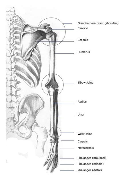 Bones Joints Of The Arm Front Anterior And Back Posterior Views