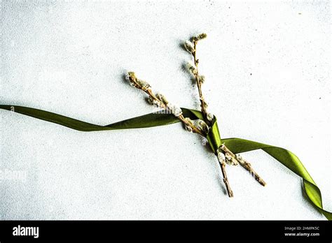 Pussy Willow Branches Wrapped In A Green Ribbon Stock Photo Alamy