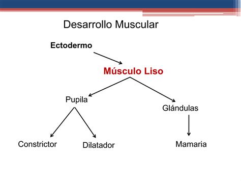 Desarrollo Muscular Embriología Ppt