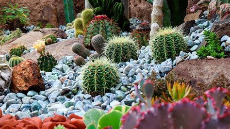 Jardim De Cactos E Suculentas - O MAIS LINDO JARDIM DE CACTOS E SUCULENTAS. - YouTube