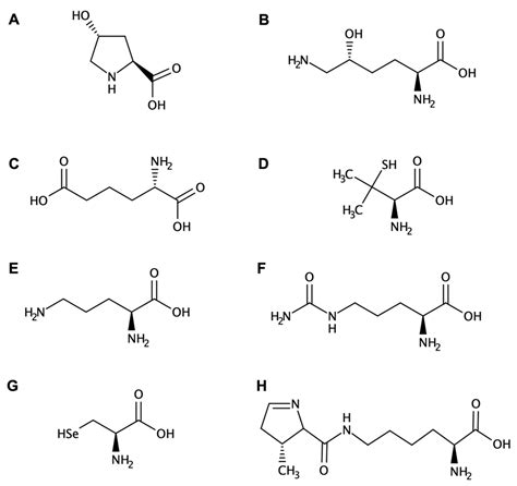 Biomolecules Free Full Text Non Canonical Amino Acids As Building Blocks For Peptidomimetics