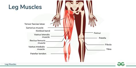 Leg Muscles Anatomy