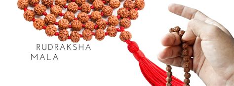 Original Rudraksha Mala Benefits And Wearing Rules Rudraksha Indonesia