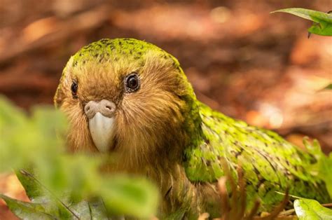 Gene Mapping And Kakapo Upsc