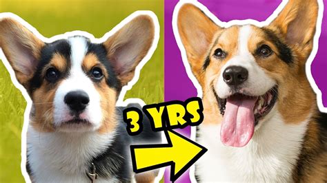 Corgi Puppy Vs Adult Dog Comparison Year 3 Life After College Ep