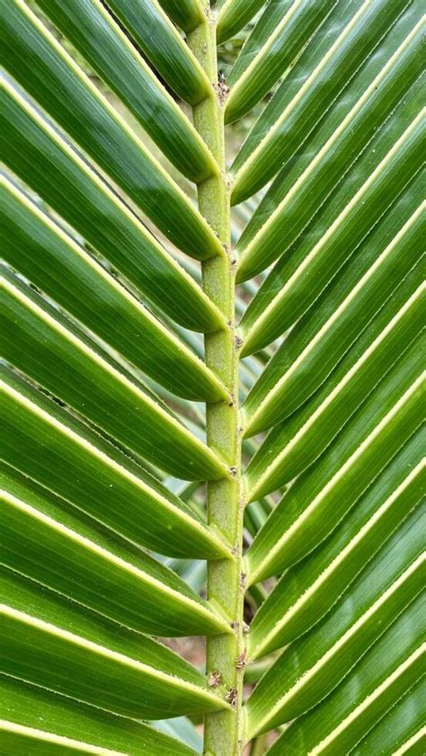 Close-up of a Coconut Tree Leaf 45759733 Stock Photo at Vecteezy