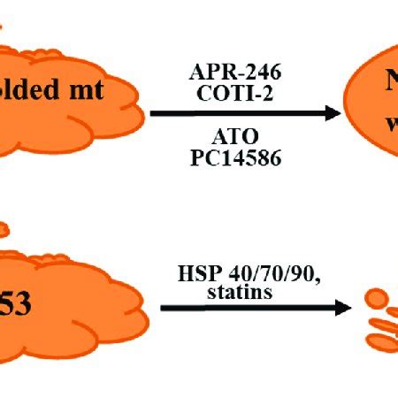 Strategies Used To Target Mutant P A Reactivation Of Mutant P To