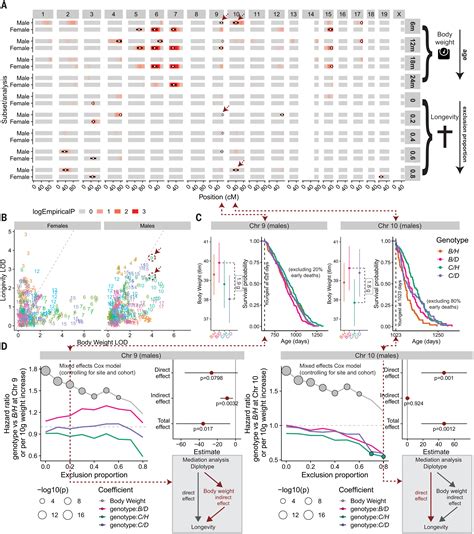 Sex And Age Dependent Genetics Of Longevity In A Heterogeneous Mouse