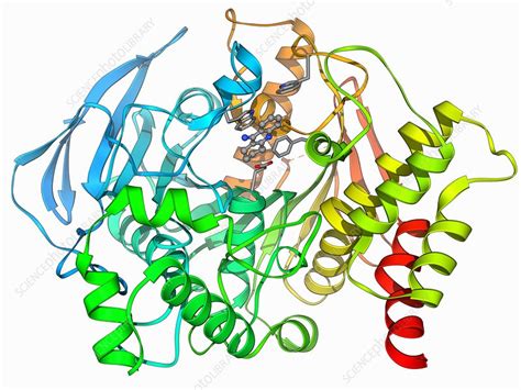 Acetylcholinesterase Molecule Stock Image F Science Photo