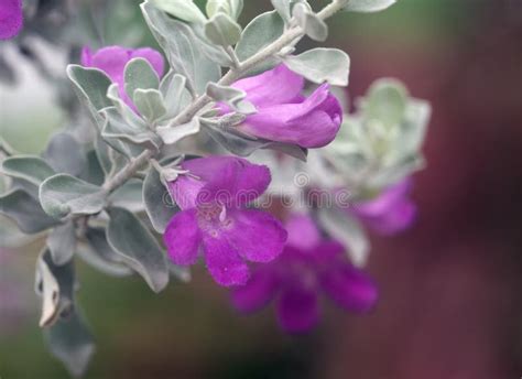 Texas Sage Leucophyllum Frutescens Stock Photo Image Of Foliage