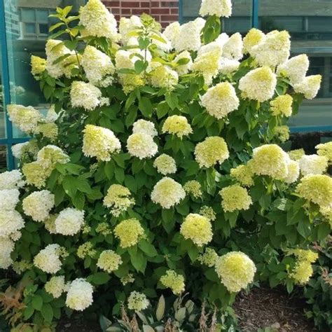Lime Light Hydrangea | D'Alessandro's Nursery & Garden Center