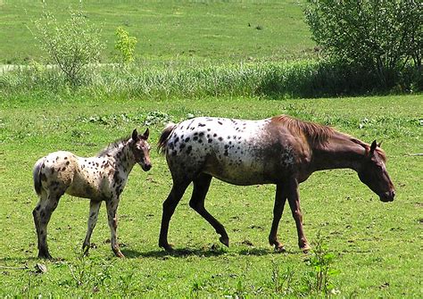 Eagles Nest Ranch The Appaloosa