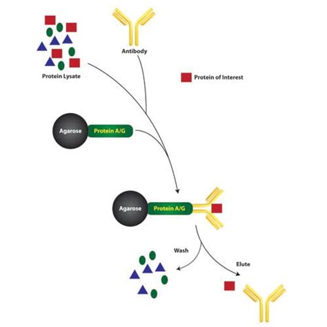 Classic Immunoprecipitations With Immobilized Protein A G