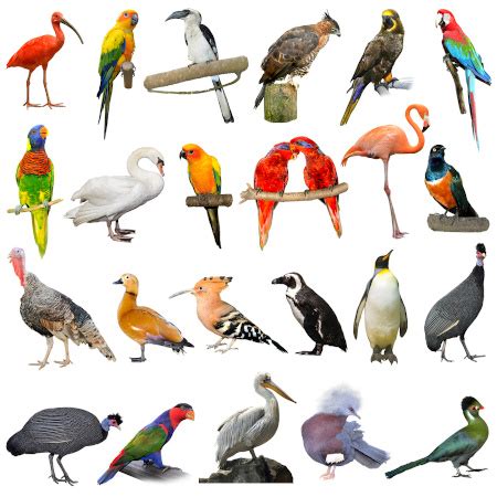 O Que Significa Ave - Aves: características, reprodução, classificação