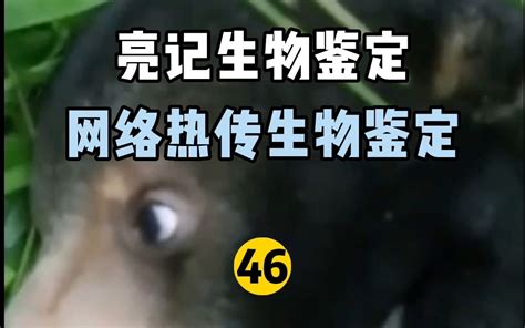 【亮记生物鉴定】网络热传生物鉴定46 哔哩哔哩