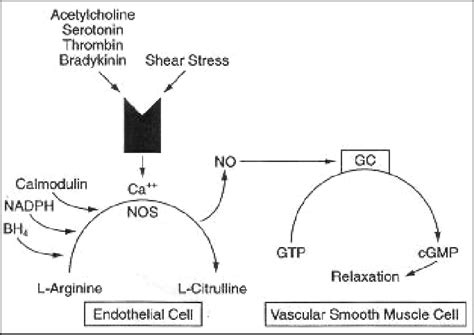 20: Nitric oxide production from the L-Arginine pathway and its ...