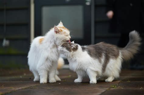 science  cats grooming