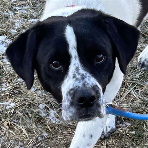 Dog for Adoption - Jeff Wyler, a Pointer in The Village Of Indian Hill