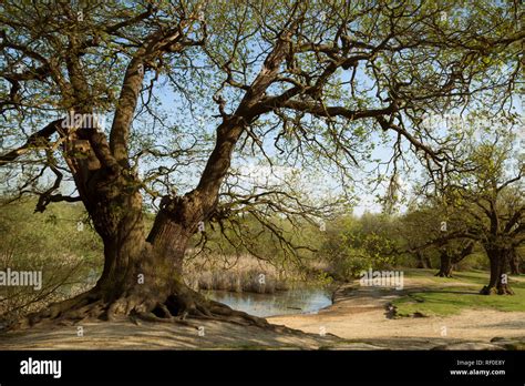 Mighty Oak Tree Hi Res Stock Photography And Images Alamy