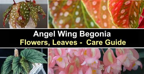 Angel Wing Begonia: Flowers, Leaves - Care Guide (Pictures)