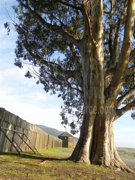 Photo Of Largest Eucalyptus Tree By Photo Stock Source Tree Fort Ross