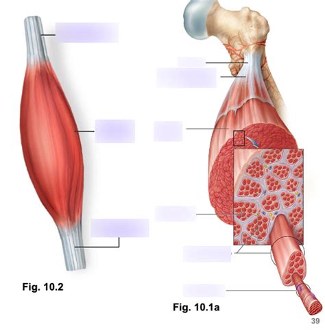 fusiform muscles diagram quizlet