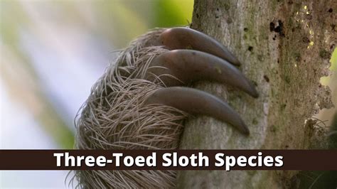 Types Of Sloths Around The World Sloth Of The Day