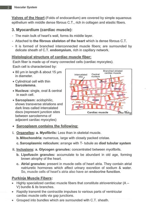 SOLUTION: Cardiovascular explanation with pictures faculty of medicine
