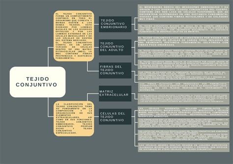 Tejido Conjuntivo Mapa Conceptual T E J I D O C O N J U N T I V O E L T E J I D O C O N J U N