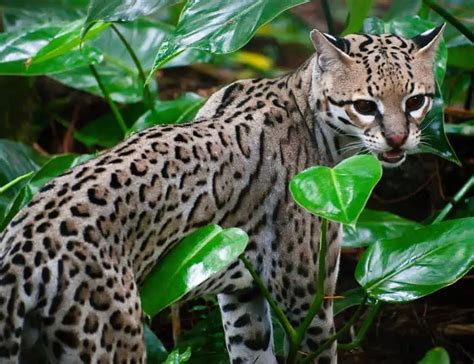 14 Ocelot Facts About The North American Wild Cat