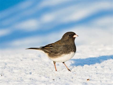 Winter Birds In Canada A Gorgeous Photo Gallery Our Canada