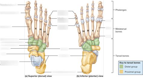 The Tarsal Bones Diagram | Quizlet