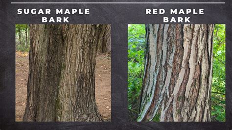 Sugar Maple Branching Pattern