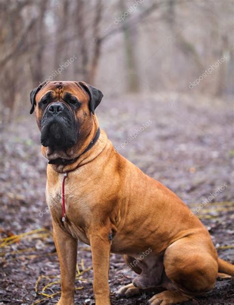 Race De Chien Mastiff Anglais — Photographie Jamal1977a © 102529478